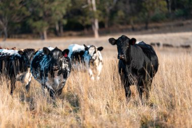 Avusturalya Kara Keltoş ve Angus Sığır Grazin
