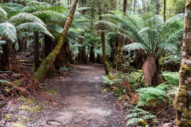 Avustralya Sakız Ağaçları Güneş Işığı 'na doğru uzanıyor