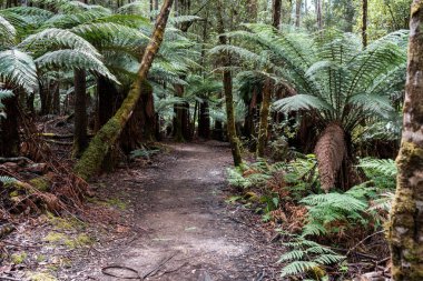 Avustralya Sakız Ağaçları Güneş Işığı 'na doğru uzanıyor