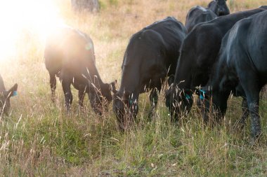 Avusturalya Kara Keltoş ve Angus Sığır Grazin