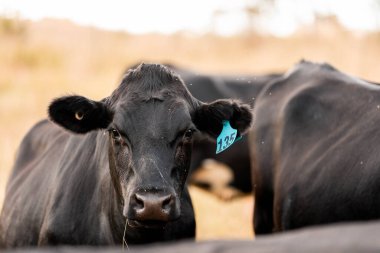 Angus, wagyu ve Murray sığır boğaları ve inekler yazın Avustralya 'da bir tepede otlanıyorlar.