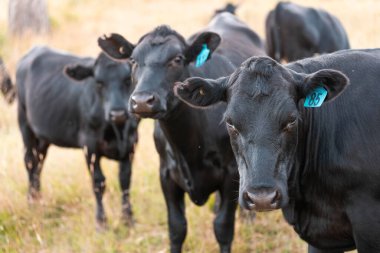 Angus, wagyu ve Murray sığır boğaları ve inekler yazın Avustralya 'da bir tepede otlanıyorlar.