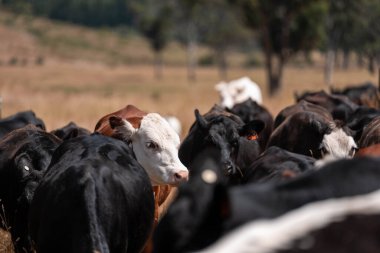 Avustralyalı siyah Angus Sığırları Tarlada otluyor