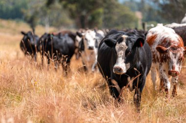 Avusturalya Kara Keltoş ve Angus Sığır Grazin