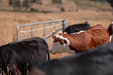 Çayırdaki çiftlik hayvanları, sürdürülebilir karbon nötr çiftçiliği uygulanıyor. Bir tarlada yenileyici inek yetiştirdi. Yazın tarımsal teknoloji yeniliği
