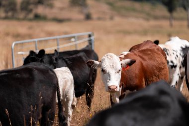 Çayırdaki çiftlik hayvanları, sürdürülebilir karbon nötr çiftçiliği uygulanıyor. Bir tarlada yenileyici inek yetiştirdi. Yazın tarımsal teknoloji yeniliği