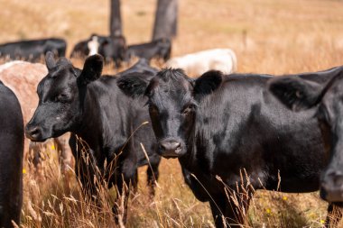 Avustralyalı siyah Angus Sığırları Tarlada otluyor