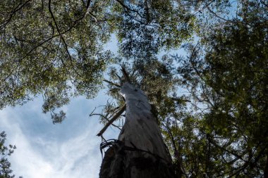 Avustralya Sakız Ağaçları Güneş Işığı 'na doğru uzanıyor