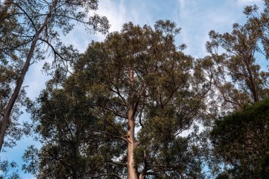 Avustralya Sakız Ağaçları Güneş Işığı 'na doğru uzanıyor