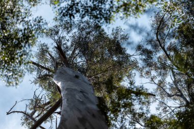 Avustralya Sakız Ağaçları Güneş Işığı 'na doğru uzanıyor
