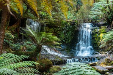Bereketli Tazmanya yağmur ormanları şelalesi, Russell ve Horseshoe Şelalesinin keyfini çıkaran yürüyüşçüler