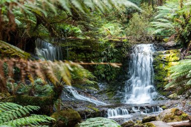 Bereketli Tazmanya yağmur ormanları şelalesi, Russell ve Horseshoe Şelalesinin keyfini çıkaran yürüyüşçüler