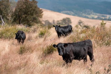 Çayırdaki çiftlik hayvanları, sürdürülebilir karbon nötr çiftçiliği uygulanıyor. Bir tarlada yenileyici inek yetiştirdi. Yazın tarımsal teknoloji yeniliği