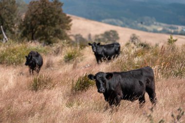 Avustralyalı siyah Angus Sığırları Tarlada otluyor