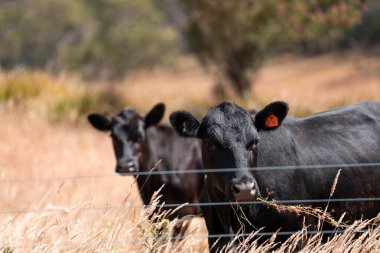 Çayırdaki çiftlik hayvanları, sürdürülebilir karbon nötr çiftçiliği uygulanıyor. Bir tarlada yenileyici inek yetiştirdi. Yazın tarımsal teknoloji yeniliği