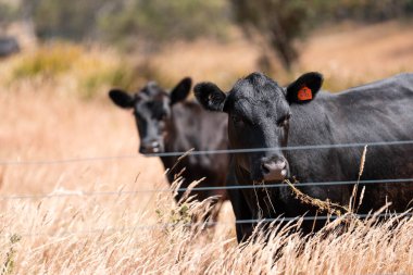 Avustralyalı siyah Angus Sığırları Tarlada otluyor