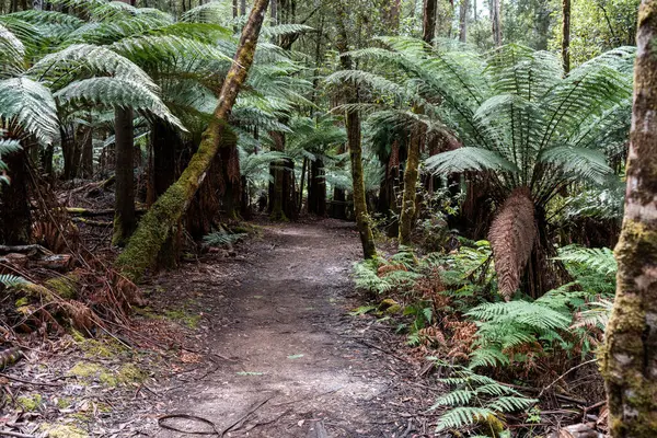 Avustralya Sakız Ağaçları Güneş Işığı 'na doğru uzanıyor