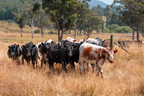 Angus, wagyu ve Murray sığır boğaları ve inekler yazın Avustralya 'da bir tepede otlanıyorlar.