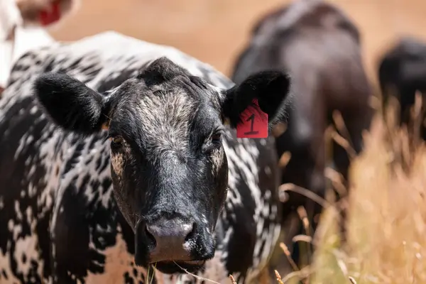 Çayırdaki çiftlik hayvanları, sürdürülebilir karbon nötr çiftçiliği uygulanıyor. Bir tarlada yenileyici inek yetiştirdi. Yazın tarımsal teknoloji yeniliği