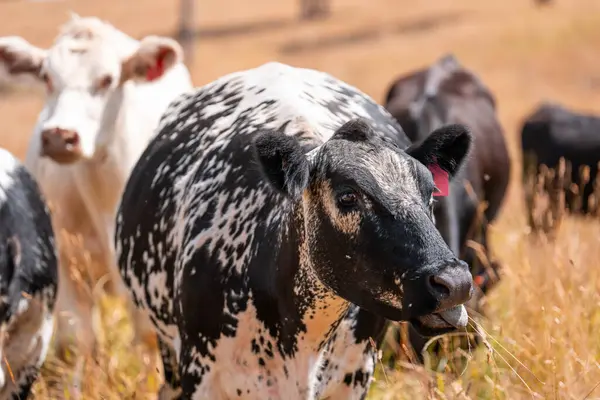 Avustralyalı siyah Angus Sığırları Tarlada otluyor