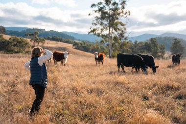 Çiftçi Elleri Avustralya 'nın güneşli bir tarlasında Köklerle Toprak Sağlığını İncelemek. Sürdürülebilir otlatma, Yenilenebilir Uygulamalar ve Sığırlarla Sorumlu Toprak Kullanımı