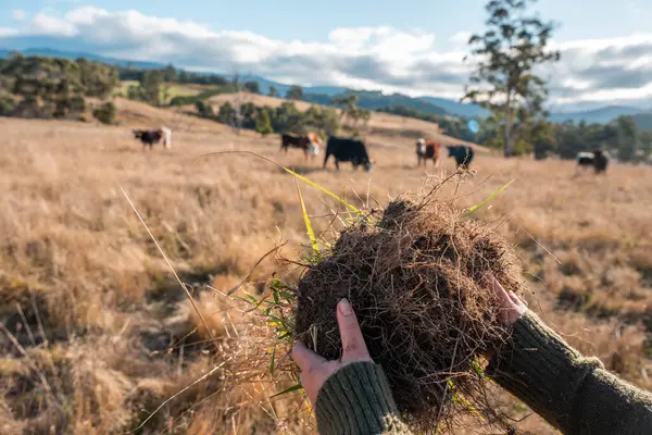Çiftçi Elleri Avustralya 'nın güneşli bir tarlasında Köklerle Toprak Sağlığını İncelemek. Sürdürülebilir otlatma, Yenilenebilir Uygulamalar ve Sığırlarla Sorumlu Toprak Kullanımı