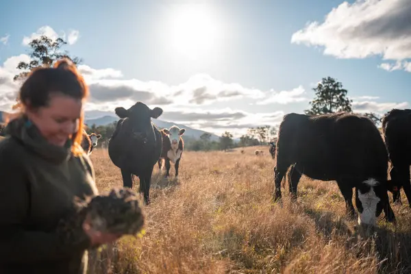 Çiftçi Elleri Avustralya 'nın güneşli bir tarlasında Köklerle Toprak Sağlığını İncelemek. Sürdürülebilir otlatma, Yenilenebilir Uygulamalar ve Sığırlarla Sorumlu Toprak Kullanımı