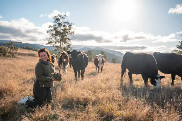 Çiftçi Elleri Avustralya 'nın güneşli bir tarlasında Köklerle Toprak Sağlığını İncelemek. Sürdürülebilir otlatma, Yenilenebilir Uygulamalar ve Sığırlarla Sorumlu Toprak Kullanımı