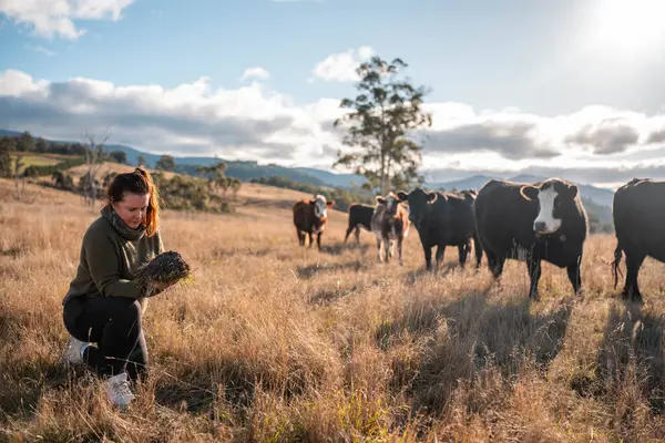 Çiftçi Elleri Avustralya 'nın güneşli bir tarlasında Köklerle Toprak Sağlığını İncelemek. Sürdürülebilir otlatma, Yenilenebilir Uygulamalar ve Sığırlarla Sorumlu Toprak Kullanımı