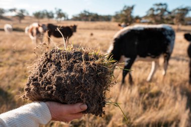 Toprak Kalitesi Denetleme: Bir El, Avustralya 'nın güneşli bir tarlasında Çimen Kökleri ile Toprağı Tutar. Sürdürülebilir Tarım Uygulamaları ve Çiftlik Hayvanlarıyla Sorumlu Arazi Yönetimi vurgulanıyor