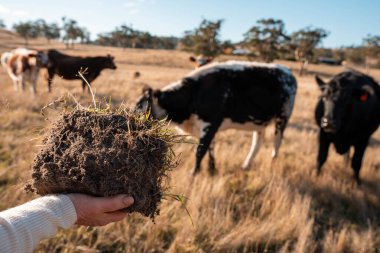 Toprak Kalitesi Denetleme: Bir El, Avustralya 'nın güneşli bir tarlasında Çimen Kökleri ile Toprağı Tutar. Sürdürülebilir Tarım Uygulamaları ve Çiftlik Hayvanlarıyla Sorumlu Arazi Yönetimi vurgulanıyor