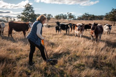 Avustralya kırsalında otlayan sığırların arasında bir kadın çalışıyor, Sorumlu Tarım Ruhunu somutlaştırıyor.