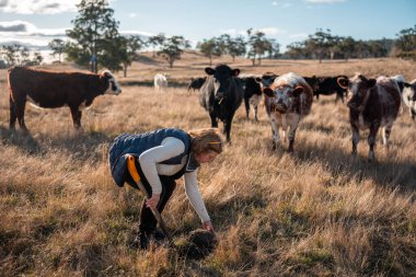 Avustralya kırsalında otlayan sığırların arasında bir kadın çalışıyor, Sorumlu Tarım Ruhunu somutlaştırıyor.