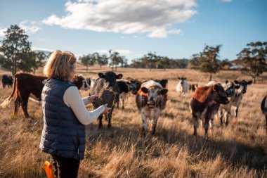 Avustralya kırsalında otlayan sığırların arasında bir kadın çalışıyor, Sorumlu Tarım Ruhunu somutlaştırıyor.