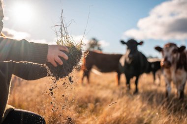 Yaşamın Kurumu: Zengin Toprak Otlayan Sığırların Arkaplanına Karşı. Doğanın Cömertliği, Sürdürülebilir Gıda Sistemleri ve Kırsal Avustralya Tarım için Mükemmel