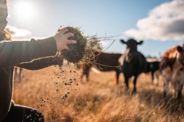 Yaşamın Kurumu: Zengin Toprak Otlayan Sığırların Arkaplanına Karşı. Doğanın Cömertliği, Sürdürülebilir Gıda Sistemleri ve Kırsal Avustralya Tarım için Mükemmel