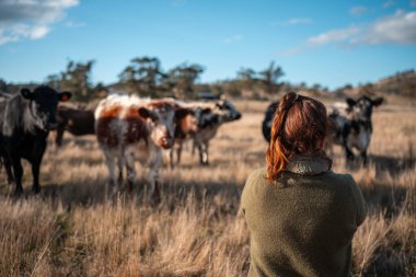 Güneşli bir Avustralya otlağında Sığır Fotoğrafları Çeken İki Kadın. Tarım Turizmi, Modern Çiftlik Ziyaretleri ve Kırsal Hayatı Belgelemede Teknolojinin Kullanımı