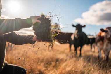 Yaşamın Kurumu: Zengin Toprak Otlayan Sığırların Arkaplanına Karşı. Doğanın Cömertliği, Sürdürülebilir Gıda Sistemleri ve Kırsal Avustralya Tarım için Mükemmel