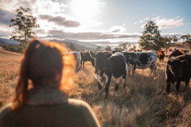Güneşli bir Avustralya otlağında Sığır Fotoğrafları Çeken İki Kadın. Tarım Turizmi, Modern Çiftlik Ziyaretleri ve Kırsal Hayatı Belgelemede Teknolojinin Kullanımı