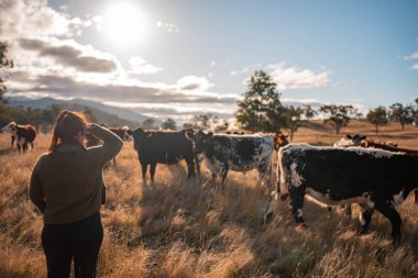 Güneşli bir Avustralya otlağında Sığır Fotoğrafları Çeken İki Kadın. Tarım Turizmi, Modern Çiftlik Ziyaretleri ve Kırsal Hayatı Belgelemede Teknolojinin Kullanımı