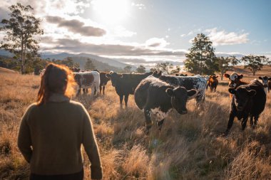 Güneşli bir Avustralya otlağında Sığır Fotoğrafları Çeken İki Kadın. Tarım Turizmi, Modern Çiftlik Ziyaretleri ve Kırsal Hayatı Belgelemede Teknolojinin Kullanımı