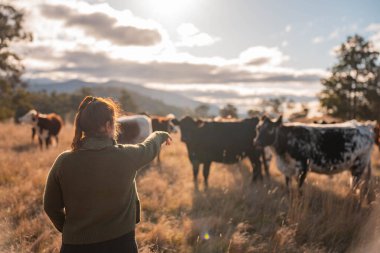 Güneşli bir Avustralya otlağında Sığır Fotoğrafları Çeken İki Kadın. Tarım Turizmi, Modern Çiftlik Ziyaretleri ve Kırsal Hayatı Belgelemede Teknolojinin Kullanımı