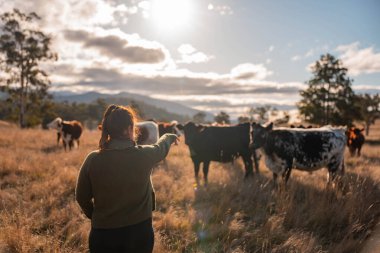 Güneşli bir Avustralya otlağında Sığır Fotoğrafları Çeken İki Kadın. Tarım Turizmi, Modern Çiftlik Ziyaretleri ve Kırsal Hayatı Belgelemede Teknolojinin Kullanımı