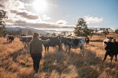 Güneşli bir Avustralya otlağında Sığır Fotoğrafları Çeken İki Kadın. Tarım Turizmi, Modern Çiftlik Ziyaretleri ve Kırsal Hayatı Belgelemede Teknolojinin Kullanımı