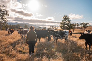 Güneşli bir Avustralya otlağında Sığır Fotoğrafları Çeken İki Kadın. Tarım Turizmi, Modern Çiftlik Ziyaretleri ve Kırsal Hayatı Belgelemede Teknolojinin Kullanımı