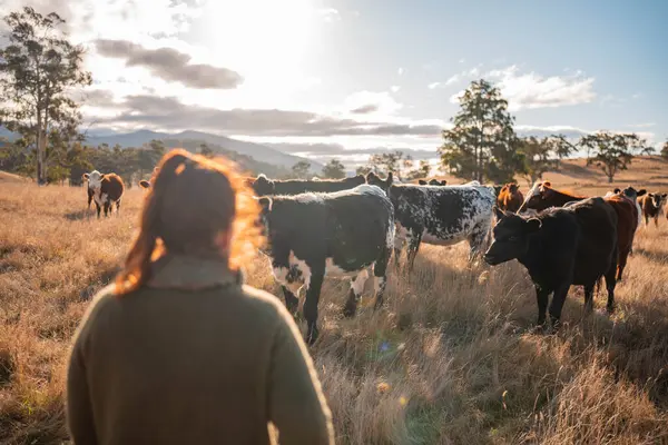 Güneşli bir Avustralya otlağında Sığır Fotoğrafları Çeken İki Kadın. Tarım Turizmi, Modern Çiftlik Ziyaretleri ve Kırsal Hayatı Belgelemede Teknolojinin Kullanımı