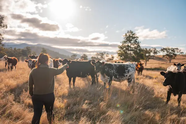 Güneşli bir Avustralya otlağında Sığır Fotoğrafları Çeken İki Kadın. Tarım Turizmi, Modern Çiftlik Ziyaretleri ve Kırsal Hayatı Belgelemede Teknolojinin Kullanımı
