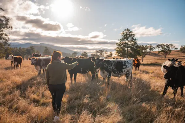 Güneşli bir Avustralya otlağında Sığır Fotoğrafları Çeken İki Kadın. Tarım Turizmi, Modern Çiftlik Ziyaretleri ve Kırsal Hayatı Belgelemede Teknolojinin Kullanımı