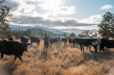 Güneşli bir Avustralya otlağında Sığır Fotoğrafları Çeken İki Kadın. Tarım Turizmi, Modern Çiftlik Ziyaretleri ve Kırsal Hayatı Belgelemede Teknolojinin Kullanımı