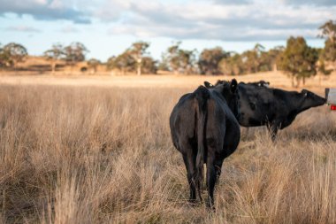 Avustralya 'da sürdürülebilir yenilenebilir tarım çiftliği, Avustralya' da sığır çobanı sürüsü, Avustralya yazında Siyah Angus İnekleri otluyor